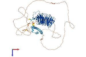 TLE1 Protein (AA 1-770) (His tag)