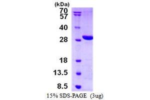 Image no. 1 for Lysophospholipase-Like Protein 1 (LYPLAL1) protein (His tag) (ABIN1098346) (LYPLAL1 Protein (His tag))