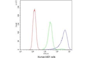 Flow cytometry testing of human A431 cells with Ataxin-2 antibody at 1ug/10^6 cells (blocked with goat sera) (Ataxin 2 Antikörper  (C-Term))