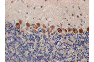 Immunostaining of paraffin embedded sections from mouse cerebellum (dilution 1 : 500). (Syntaxin 12/13 (AA 1-250) Antikörper)