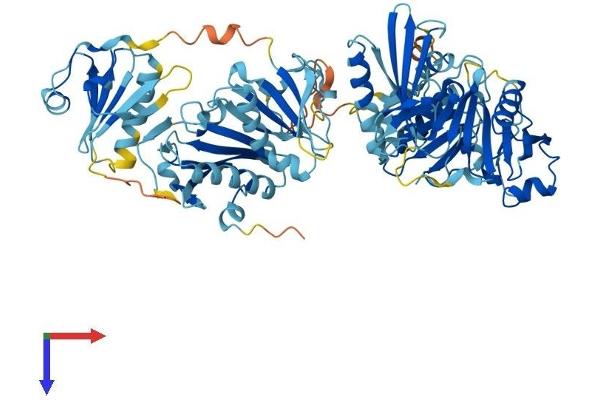Scinderin Protein (SCIN) (AA 1-715) (His tag)
