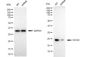 Western blotting analysis using CDC42 antibody (ABIN7798013). (Rekombinanter CDC42 Antikörper)