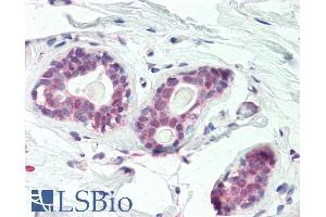 ABIN1590075 (5µg/ml) staining of paraffin embedded Human Breast.