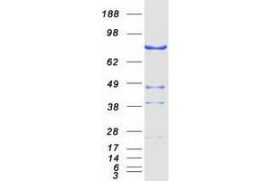 Western Blotting (WB) image for NIMA (Never In Mitosis Gene A)-Related Kinase 11 (NEK11) (Transcript Variant 1) protein (Myc-DYKDDDDK Tag) (ABIN2727076)