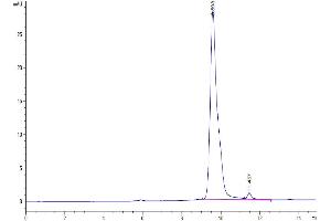 The purity of SARS-CoV-2 3CLpro (S144A) is greater than 95 % as determined by SEC-HPLC. (SARS-Coronavirus Nonstructural Protein 8 (SARS-CoV NSP8) (S144A) Protein)