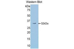 Western Blotting (WB) image for anti-Secretogranin II (SCG2) (AA 342-609) antibody (ABIN1176499) (SCG2 Antikörper  (AA 342-609))