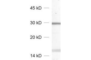 dilution: 1 : 1000, sample: crude synaptic vesicle fraction of rat brain (LP2) (RAB27A Antikörper)