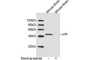 Western blot analysis of tissue lysate using p39 Antibody, pAb, Rabbit (ABIN399090, 2 µg/mL) The signal was developed with IRDyeTM 800 Conjugated Goat Anti-Rabbit IgG. (p39 (C-Term) Antikörper)