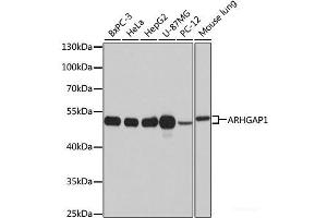 Western blot analysis of extracts of various cell lines using ARHGAP1 Polyclonal Antibody at dilution of 1:1000. (ARHGAP1 Antikörper)