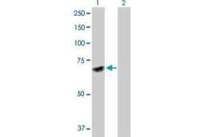 Western Blot analysis of DNAJC7 expression in transfected 293T cell line by DNAJC7 MaxPab polyclonal antibody. (DNAJC7 Antikörper  (AA 1-484))