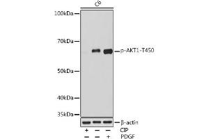 Western blot analysis of extracts of C6 cells, using Phospho--T450 Rabbit mAb (ABIN7271249) at 1:1000 dilution. (AKT1 Antikörper  (pThr450))