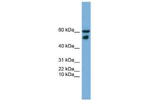 WB Suggested Anti-ZNF765 Antibody Titration: 0. (ZNF765 Antikörper  (N-Term))