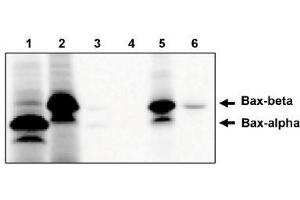 Image no. 1 for anti-BCL2-Associated X Protein (BAX) (AA 172-199), (Isoform beta) antibody (ABIN265017) (BAX Antikörper  (Isoform beta))