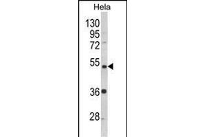 Western blot analysis of P2R2B Antibody (Center) (ABIN652541 and ABIN2842364) in Hela cell line lysates (35 μg/lane). (PPP2R2B Antikörper  (AA 104-130))