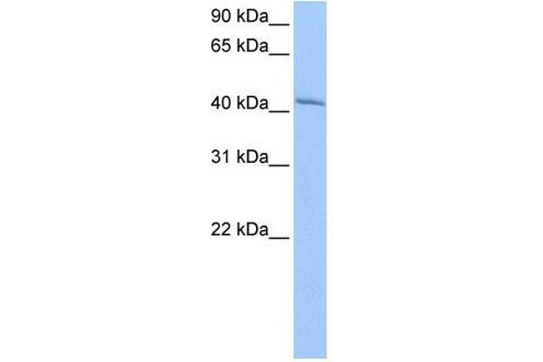 GSG1 Antikörper  (N-Term)