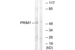 Western blot analysis of extracts from HepG2 cells, using PRIM1 antibody. (PRIM1 Antikörper  (C-Term))