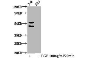 Western Blot Positive WB detected in 293 whole cell lysate(treated with EGF or not) All lanes Phospho-MAPK8/MAPK9/MAPK10 antibody at 1. (Rekombinanter MAPK8/MAPK9/MAPK1 (pThr183), (pThr183), (pThr221) Antikörper)