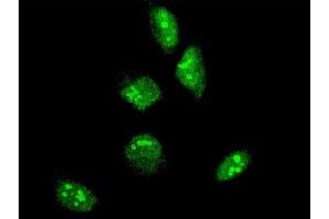 Immunofluorescence of monoclonal antibody to GBX2 on HeLa cell. (GBX2 Antikörper  (AA 114-182))