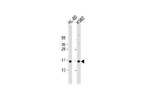 All lanes : Anti-SNRPD1 Antibody (Center) at 1:1000 dilution Lane 1: HL-60 whole cell lysate Lane 2: K562 whole cell lysate Lysates/proteins at 20 μg per lane. (SNRPD1 Antikörper  (AA 46-78))