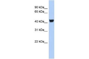 WB Suggested Anti-TH Antibody Titration:  0. (TH Antikörper  (N-Term))