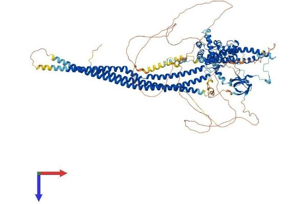 SRGAP1 Protein (AA 1-1085) (His tag)