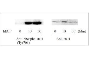 Western blot analysis of extracts from 100 ng/mL hEGF treated A431cells.