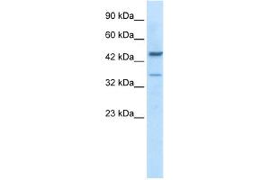 WB Suggested Antibody Titration:  0. (GATA3 Antikörper  (C-Term))