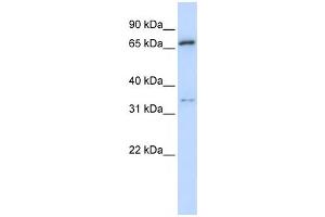 Western Blotting (WB) image for anti-Tripartite Motif Containing 23 (TRIM23) antibody (ABIN2457927) (TRIM23 Antikörper)