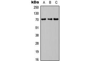 Western blot analysis of INPP5J expression in HEK293T (A), Raw264. (INPP5J Antikörper  (C-Term))