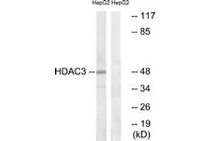 Western blot analysis of extracts from HepG2 cells, using HDAC3 (Ab-424) Antibody. (HDAC3 Antikörper  (AA 379-428))