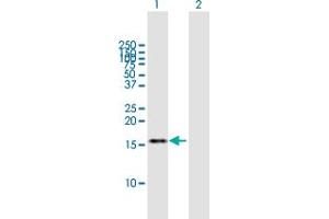 Western Blot analysis of TAF13 expression in transfected 293T cell line by TAF13 MaxPab polyclonal antibody.