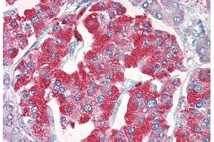 ABIN5855385 (5 µg/ml) staining of paraffin embedded Human Pancreas. (SLC18A2 Antikörper)