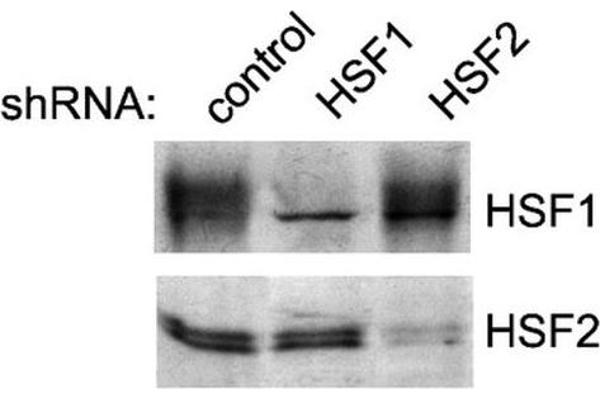 HSF2 抗体  (FITC)