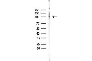 anti-Neutral Sphingomyelinase (N-SMase) Activation Associated Factor (NSMAF) antibody