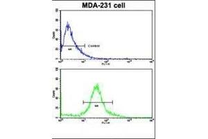 Flow cytometric analysis of MDA-231 cells using TI Antibody (N-term)(bottom histogram) compared to a negative control cell (top histogram). (TIMP1 Antikörper  (N-Term))