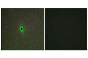 Immunofluorescence (IF) image for anti-5-Hydroxytryptamine (serotonin) Receptor 2C (HTR2C) (Internal Region) antibody (ABIN1850156)