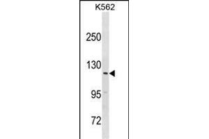HERC3 Antibody (N-term) (ABIN1881409 and ABIN2838627) western blot analysis in K562 cell line lysates (35 μg/lane). (HERC3 Antikörper  (N-Term))