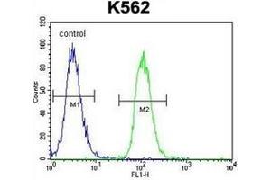 Flow cytometric analysis of K562 cells using  MITF Antibody (N-term) Cat. (MITF Antikörper  (N-Term))