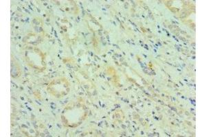 Immunohistochemistry of paraffin-embedded human kidney tissue using ABIN7147353 at dilution of 1:100 (CETN2 Antikörper  (AA 1-172))