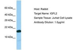 Image no. 1 for anti-IGF-Like Family Member 2 (IGFL2) (C-Term) antibody (ABIN6750193) (IGFL2 Antikörper  (C-Term))