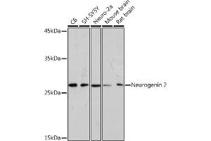 Western blot analysis of extracts of various cell lines, using Neurogenin 2 Rabbit mAb (ABIN7268869) at 1:1000 dilution. (Neurogenin 2 Antikörper)
