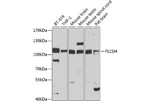 Western blot analysis of extracts of various cell lines, using PLCD4 antibody (ABIN6129075, ABIN6145753, ABIN6145755 and ABIN6223813) at 1:1000 dilution. (PLCD4 Antikörper  (AA 1-290))