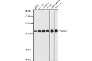 Western blot analysis of extracts of various cell lines, using UCHL1 antibody (ABIN7271131) at 1:1000 dilution. (UCHL1 Antikörper  (AA 1-220))