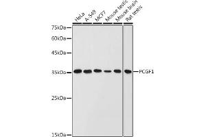 Western blot analysis of extracts of various cell lines, using PCGF1 antibody (ABIN6129080, ABIN6145307, ABIN6145308 and ABIN6221952) at 1:1000 dilution. (PCGF1 Antikörper  (AA 20-259))