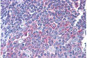 Anti-RPS17 antibody IHC staining of human tonsil. (RPS17 Antikörper  (AA 36-136))