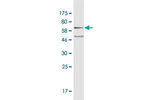 Western Blotting (WB) image for anti-Cadherin 11 (CDH11) (AA 54-612) antibody (ABIN947685)