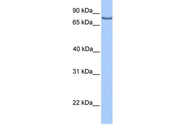 LCA5 Antikörper  (N-Term)