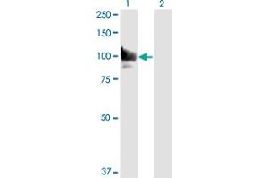 Western Blot analysis of STAT6 expression in transfected 293T cell line by STAT6 monoclonal antibody (M01A), clone 6C10. (STAT6 Antikörper  (AA 694-801))