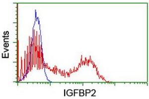Flow Cytometry (FACS) image for anti-Insulin-Like Growth Factor Binding Protein 2, 36kDa (IGFBP2) antibody (ABIN1498827)