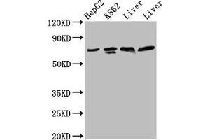 Western Blot Positive WB detected in: HepG2 whole cell lysate, K562 whole cell lysate, Rat liver tissue, Mouse liver tissue All lanes: PANX2 antibody at 4.
